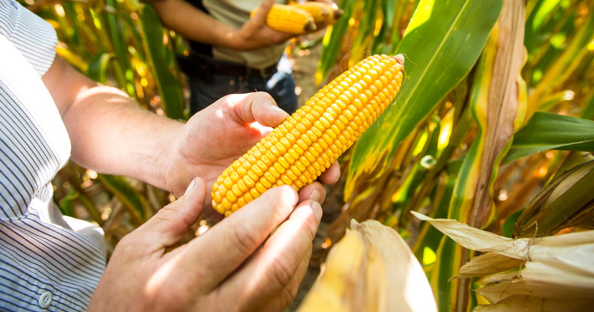 Hands holding ear of corn in a cornfield