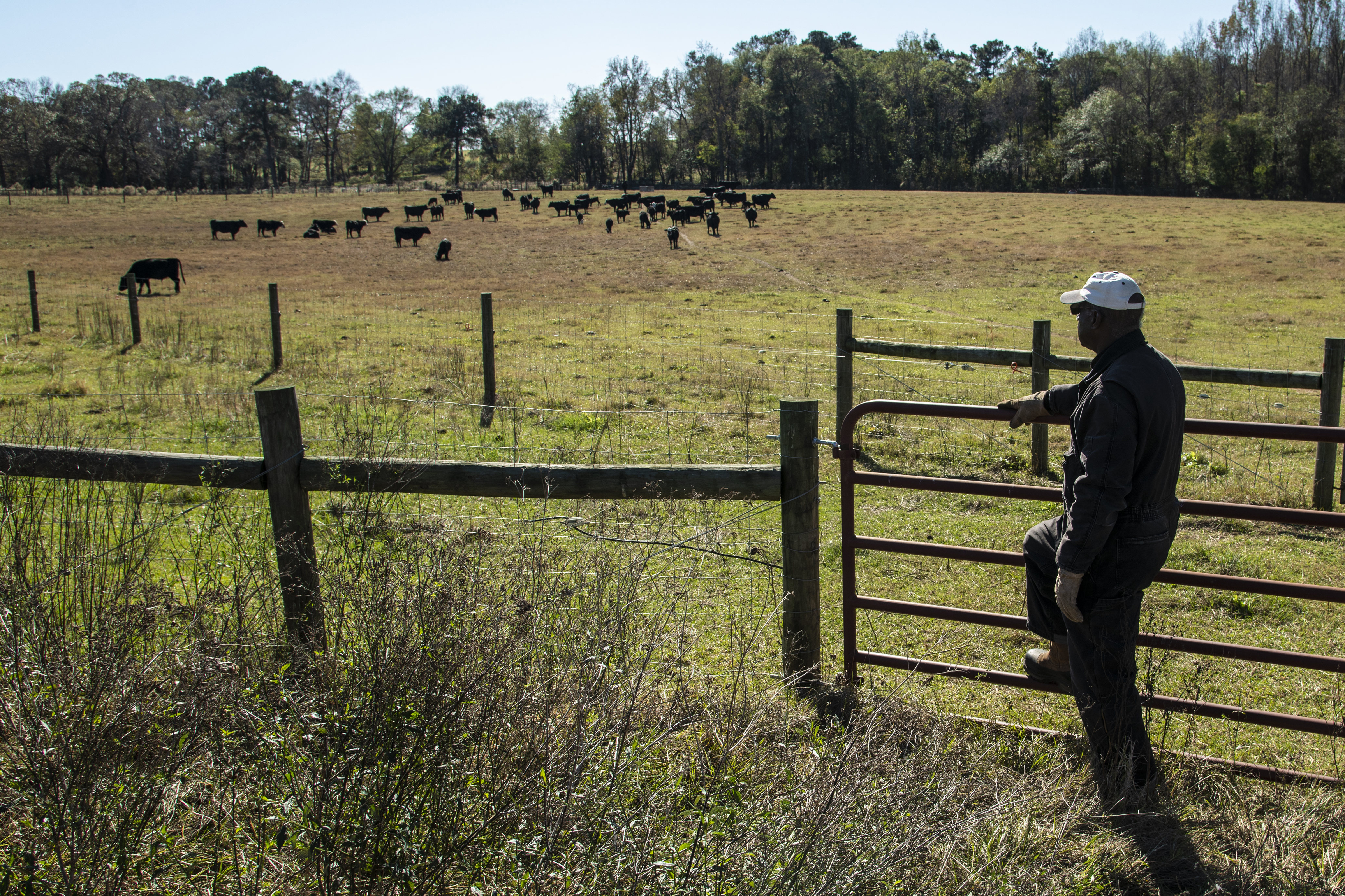 Farmer looking at cattle