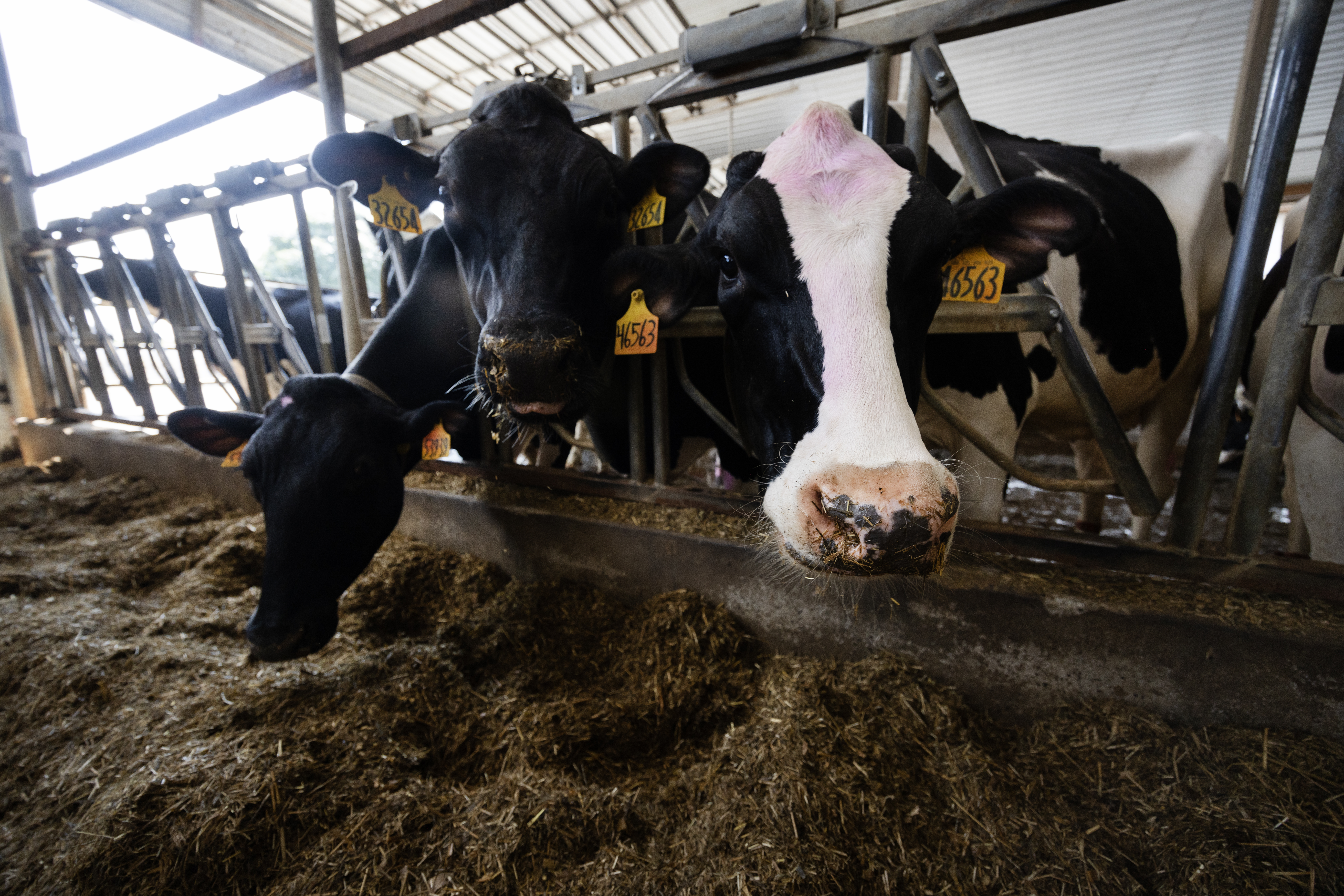 three black and white dairy cows eating
