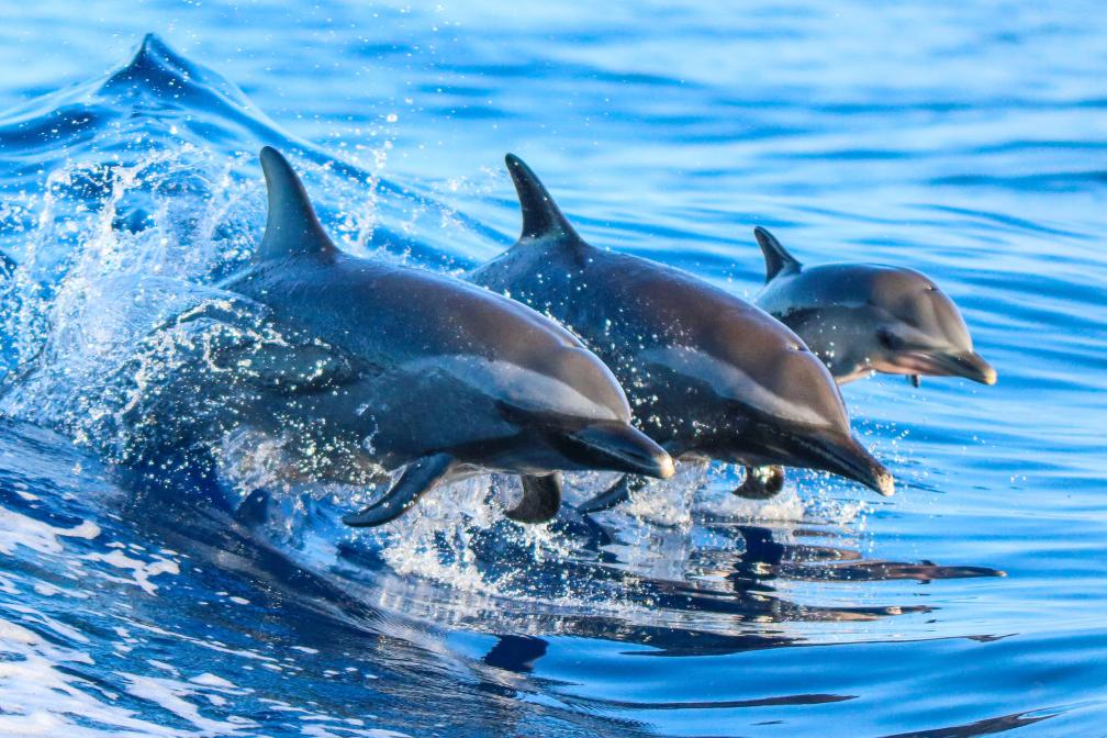 Three dolphins