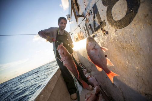 Fisher catching Gulf red snapper.